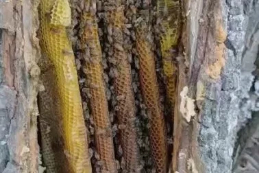 Palu’da ağaç kovuğundan petek petek bal çıktı
