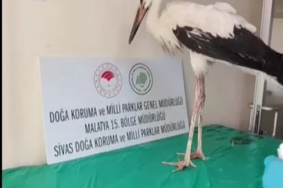 Yaralı leylek tedavisinin ardından doğaya bırakıldı
