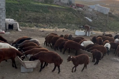 Ağrı’da besicilerde sonbahar hareketliliği
