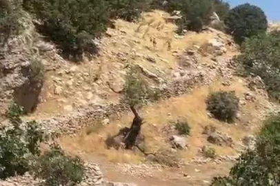 Diyarbakır dağları yaban keçilerine emanet
