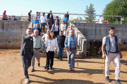 Eşbaşkan Bucak, hayvan borsasında incelemelerde bulundu
