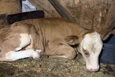 Derede akıntıya kapılan buzağıyı vatandaşlar kurtardı
