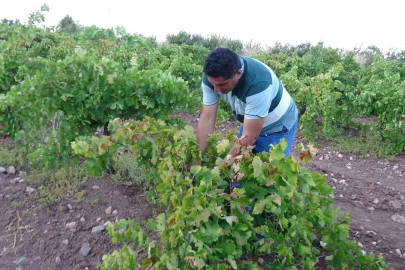 Malatya’da üzüm üreticisinin yüzü güldü
