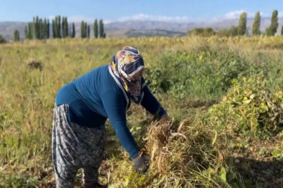 Erzincan’da kuru fasulyenin hasadına başlandı