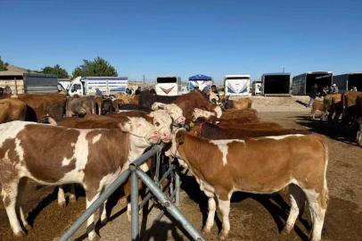 Yozgat’ta hayvan pazarları kapatıldı
