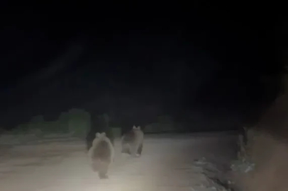 Yayla yolunda doğanın beklenmedik sürprizi
