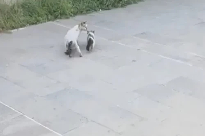 Havalandırma boşluğuna düşen yavru kediyi itfaiye kurtardı
