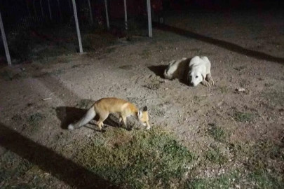 Eskişehir’de eve misafir olan tilki beslediler
