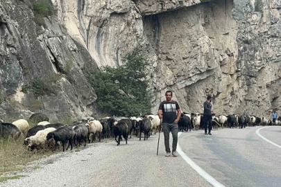 Artvin’de yaylalardan dönüş başladı
