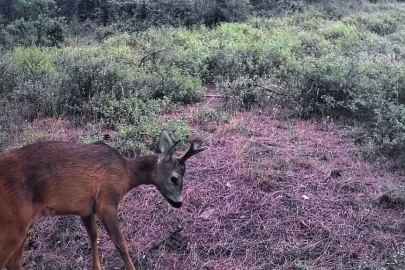 Ganos Dağları’nda karacalar fotokapana yakalandı
