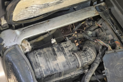 Erzincan’da araç motorunda mahsur kalan yavru kedi kurtarıldı
