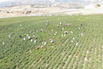 Coğrafi işaret tescilli Maraş biberinde hasat dönemi
