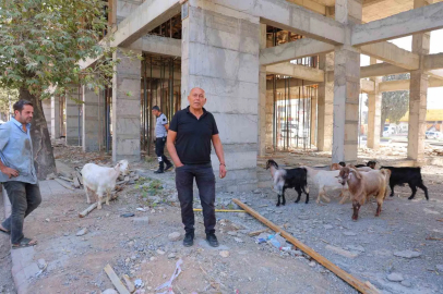 Başıboş gezen 9 keçiyi esnaf buldu, sahibi aranıyor
