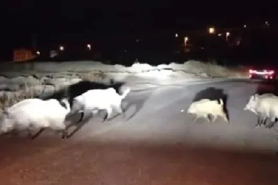 Domuzlara yol tarifi gülümsetti
