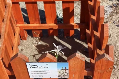 Ayvalık Badavut Sahili’nde kum zambaklarına ahşap kafesli koruma
