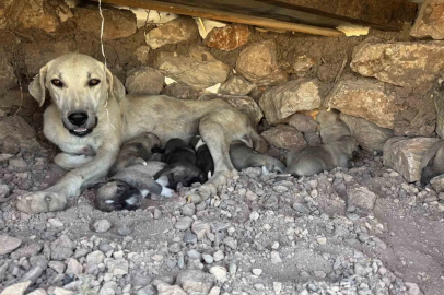 Kayaların arasında sıkışan yavru köpekleri duyarlı vatandaş kurtardı
