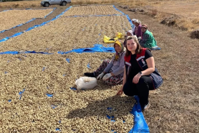 Meriç’te yer fıstığı hasadı başladı
