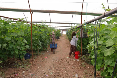 Kahramanmaraş’ta turşuluk ürünlerde hasat dönemi
