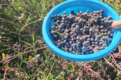Konya’da aronyalar tek tek toplanıyor
