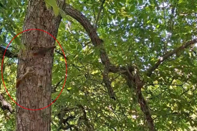 Diyarbakır’da sincapların ağaç üstündeki kovalamacası kameralara yansıdı
