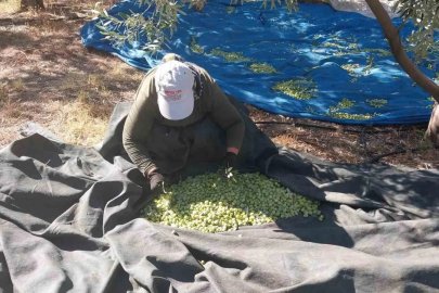 Mersin’de zeytin hasadı başladı: Bahçede 10 ile 60 TL arasında
