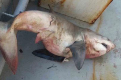 Saros Körfezi’nde balıkçıların ağına 65 kiloluk köpek balığı takıldı
