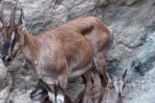 Anne yaban keçisi yavrularına tırmanmayı öğretiyor
