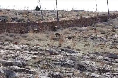 Dağ keçisi sürüsü seyir terası manzarasına dahil oldu
