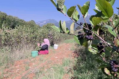 Amanos dağlarında bereketli aronya hasadı çiftçiyi mutlu etti
