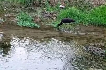 Nadir görülen kara leylek, beslenirken görüntülendi
