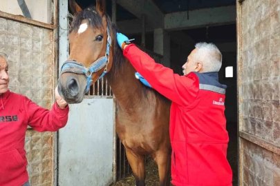 Milyonluk safkan İngiliz kısrağı sağlık kontrolünden geçirildi
