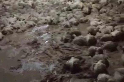 Taşkın kümesi vurdu, çok sayıda tavuk telef oldu
