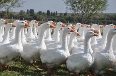 Başkanlığı bıraktı, kaz yetiştirmeye başladı
