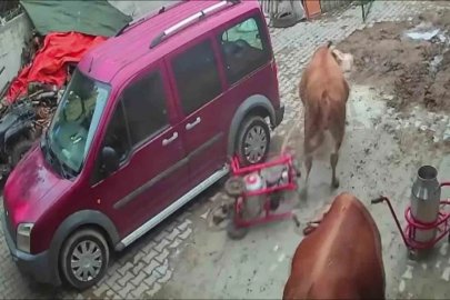 Öfkeli boğa süt sağım makinesini sürükledi, o anlar kameraya yansıdı
