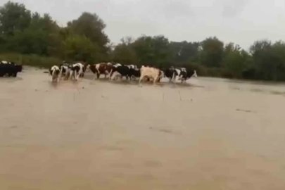 Merayı su bastı, mahsur kalan inekleri sahipleri kurtardı
