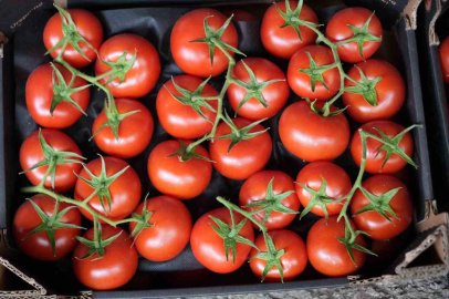 Eylül ayında domatesin yıllık bazda miktar ve fiyat endeksi arttı
