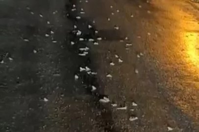 Yüzlerce kurbağa kara yoluna çıktı
