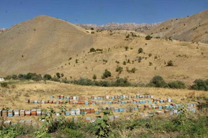 Şırnak’ın dağlarında bal bereketi: Arıcılar rekor hasada hazırlanıyor
