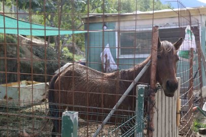 Kesime götürülürken kurtarılan atlara 5 yıldır gönüllüler bakıyor
