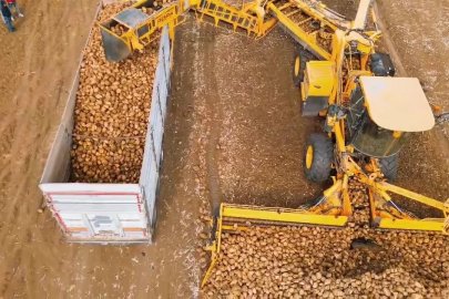 Tekirdağ’da şeker pancarı hasadı: Dekara 10 ton verim alındı
