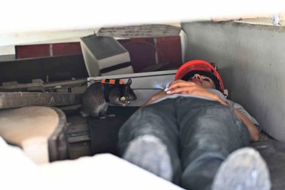 Kahraman fareler, enkaz altında kalanları kurtarmaya giden ekiplerin ‘gözü’ olacak
