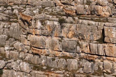 Erzincan’da yaban keçileri Munzur Dağları’nda görüntülendi