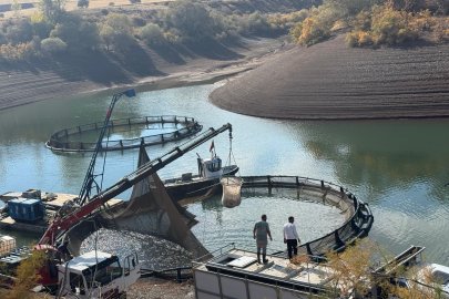Tercan Baraj Gölü’nde su ürünleri üretimi büyüyor