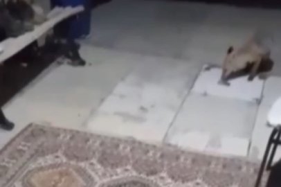 Tilki ve sansar, Erzincan’da aynı evin müdavimi oldu