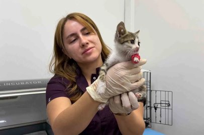 Bandırma’da şiddete uğrayan yavru kedi tedavi altına alındı
