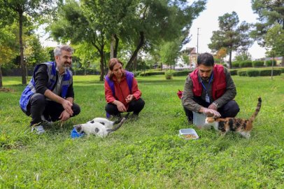 Diyarbakır’da sokak hayvanları için farkındalık çalışması
