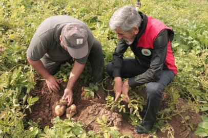 Türkiye’de patates sökümünün en son yapıldığı Sivas’ta söküm için gözler 29 Ekim’e çevrildi
