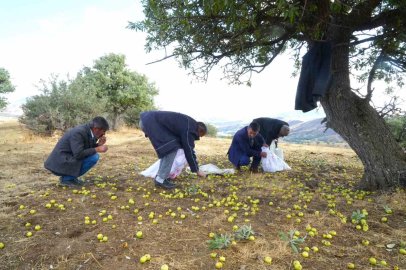 Muş’ta 110 bin ahlat ağacında armut hasadı sürüyor
