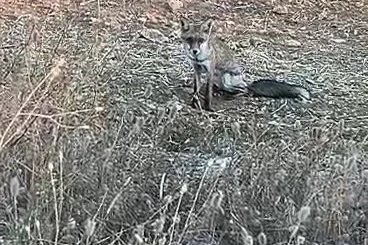 Aç kalan yavru tilki köye indi
