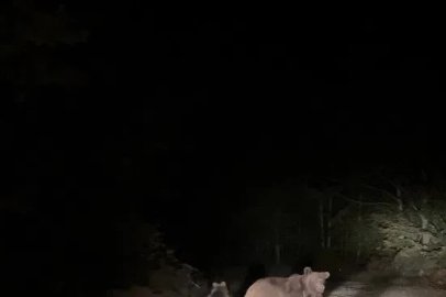 Mantar toplamaya giderken ayı ailesi ile karşılaştılar: O anlar kamerada
